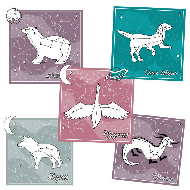 Set of cards with star constellations Set of cards with constellations. Little dipper, Cygnus, Lupus, Canis Major, Dragon cygnus constellation illustrations stock illustrations