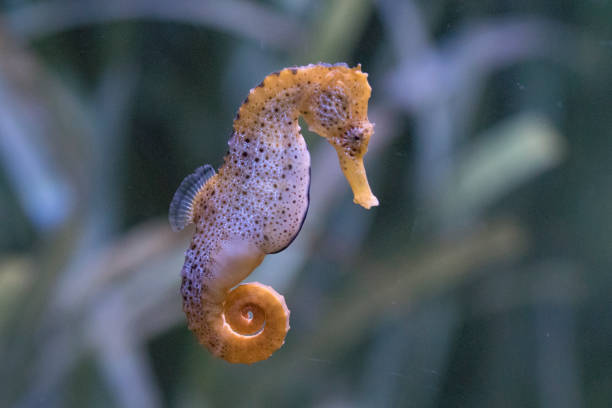 il sottile cavalluccio marino o cavalluccio marino longsnout (hippocampus reidi) - cavalluccio marino foto e immagini stock