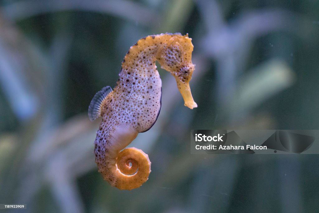 The slender seahorse or longsnout seahorse (Hippocampus reidi) Seahorse Stock Photo