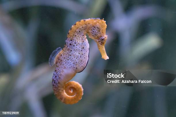 The Slender Seahorse Or Longsnout Seahorse Stock Photo - Download Image Now
