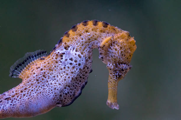 The slender seahorse or longsnout seahorse (Hippocampus reidi) The slender seahorse or longsnout seahorse (Hippocampus reidi) longsnout seahorse hippocampus reidi stock pictures, royalty-free photos & images