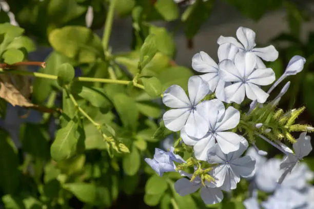 Closeup of Plumbago indica plant .Light blue color.