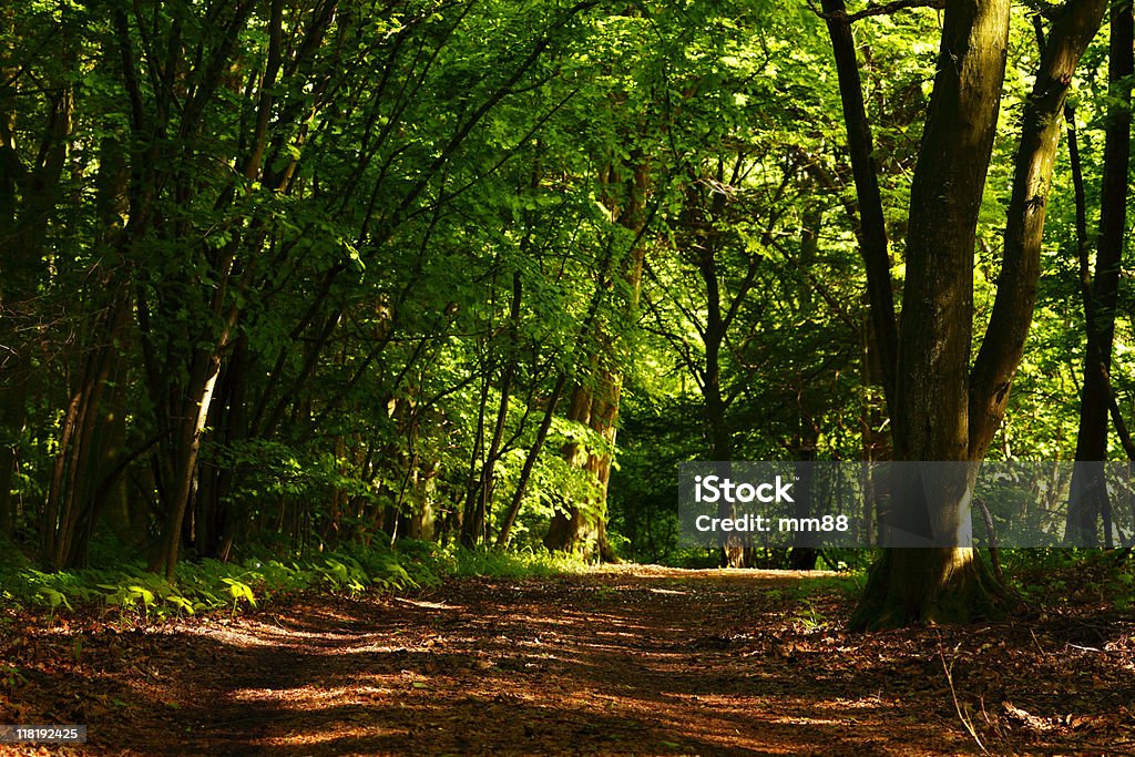 Gemischte forest - Lizenzfrei Abenddämmerung Stock-Foto