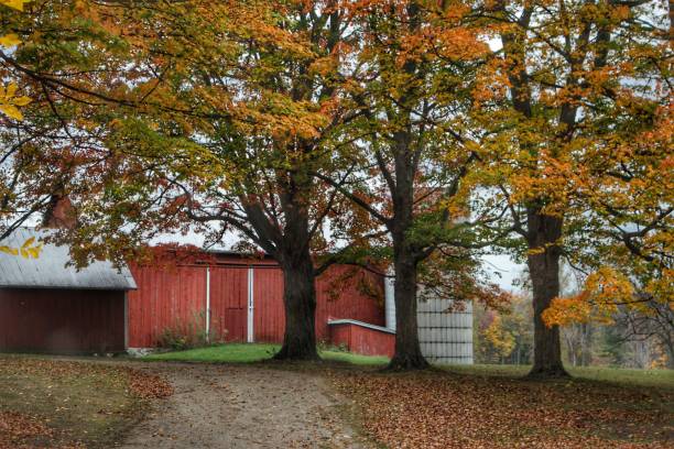 istock 0577 - Brown Road Red in the Fall 1181926823