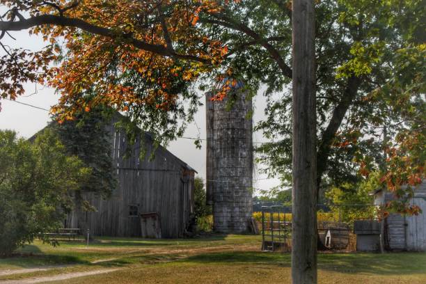 istock 0609 - Hidden Grey of Tuscola 1181927214
