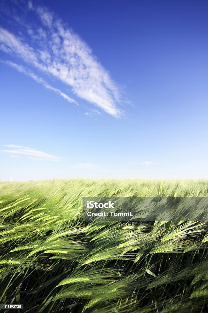 cornfield and blue sky  Agricultural Field Stock Photo