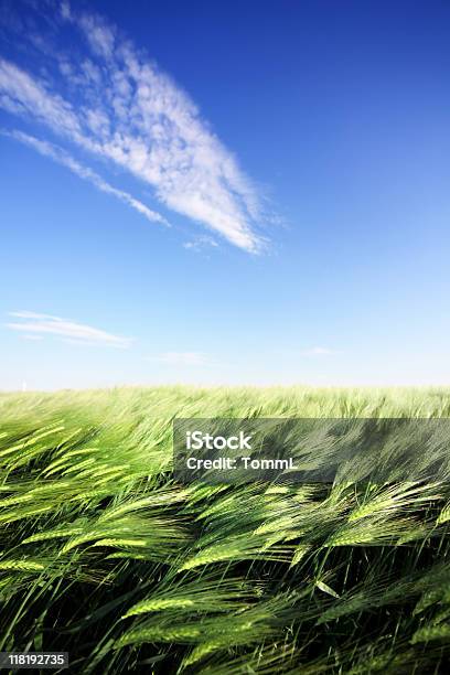Cornfield And Blue Sky Stock Photo - Download Image Now - Agricultural Field, Agriculture, Backgrounds
