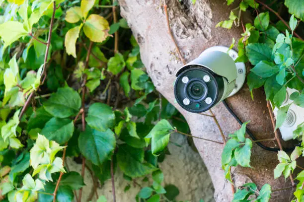 Photo of Covert video surveillance. Camera on a tree among greenery