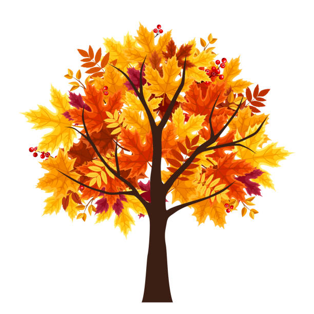가을 나무입니다 벡터 그림입니다 0명에 대한 스톡 벡터 아트 및 기타 이미지 - 0명, 10월, 11월 - Istock