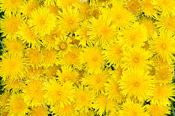 Close-up of yellow flowers dandelions stock photo