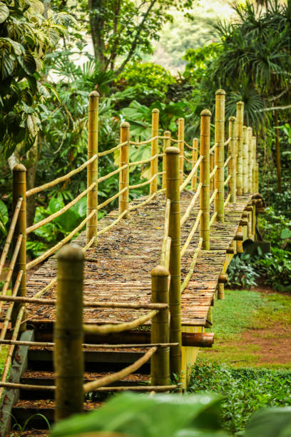 bambusowy most nad stawem - kauai tropical climate green travel destinations zdjęcia i obrazy z banku zdjęć