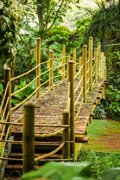 bamboo bridge over a pond - kauai tropical climate green travel destinations imagens e fotografias de stock