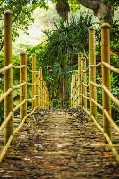 bambusowy most nad stawem - kauai tropical climate green travel destinations zdjęcia i obrazy z banku zdjęć