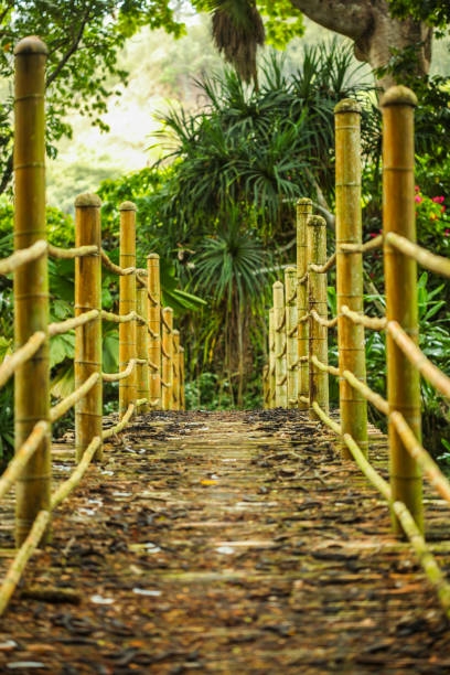 bamboo bridge over a pond - kauai tropical climate green travel destinations imagens e fotografias de stock