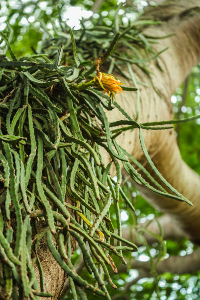 istock Night-blooming Cereus with dragon fruit flower 1181931439