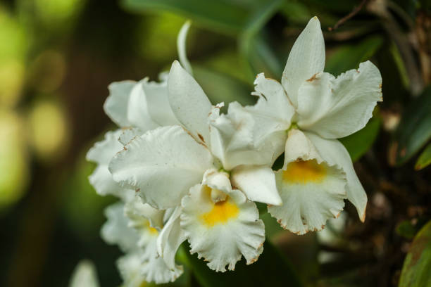 istock White moth orchid, Kauai 1181932333