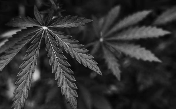 istock bush marijuana on blurred black background. bush cannabis. 1181932395