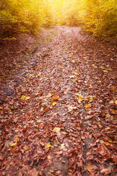 Photo of Forest road covered with leaves in autumn