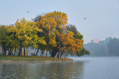 Autumn trees and benches at the edge of an island in Alexandru Ioan Cuza (IOR) park, Bucharest, Romania, on a foggy morning.