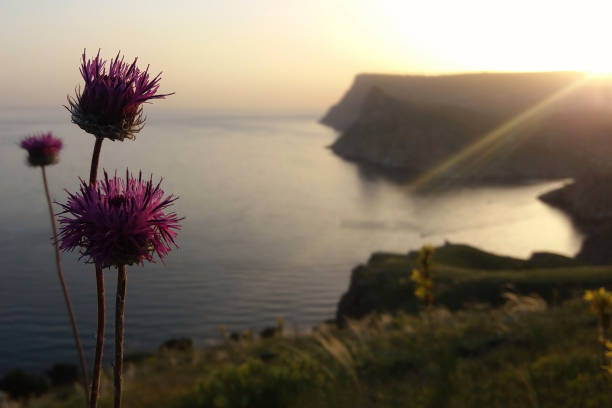 日の入りまたは日の出に海と岬を咲かせる - flower may thistle purple ストックフォトと画像
