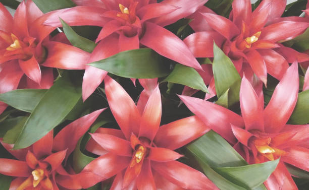 istock Top view of tropical red flowers 1181935514