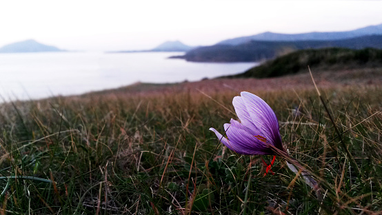 Purple crocus flower against sea and rocks