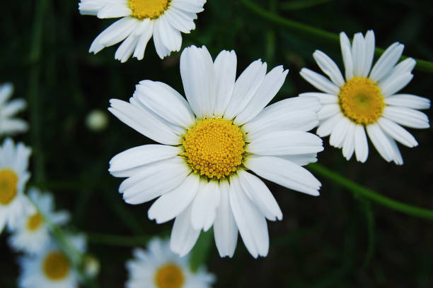 flores de manzanilla blanca sobre fondo verde oscuro. plantas medicinales orgánicas - pollen forecast fotografías e imágenes de stock