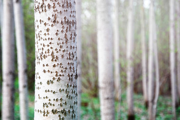Aspen tree trunk close up against a forest grove