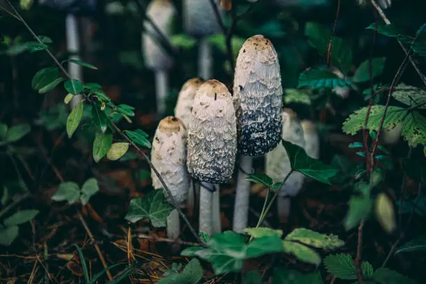 Coprinus comatus, the shaggy ink cap, lawyer's wig, or shaggy mane, is a common fungus often seen growing on lawns, along gravel roads and waste areas.