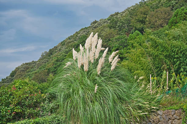 istock Cortaderia selloana 1181936616