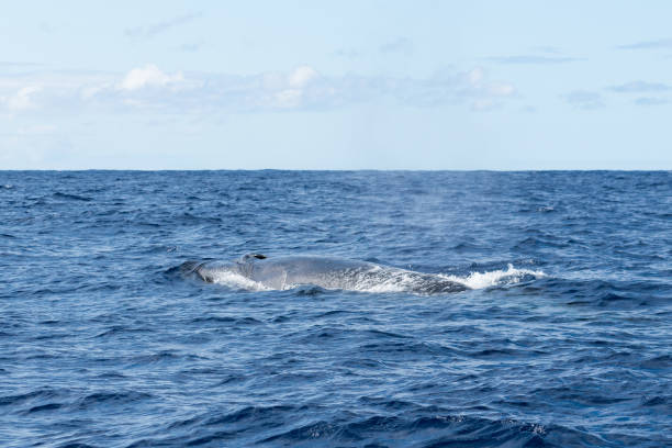 Side view of a Sei Whale (Balaenoptera borealis) and its blow hole as it surfaces for breath in the Atlantic Ocean off the coast of the Azores Side view of a Sei Whale (Balaenoptera borealis) and its blow hole as it surfaces for breath in the Atlantic Ocean off the coast of the Azores. This species of baleen whale is of endangered status. baleen whale stock pictures, royalty-free photos & images