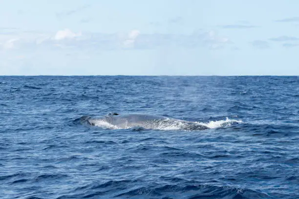 Photo of Side view of a Sei Whale (Balaenoptera borealis) and its blow hole as it surfaces for breath in the Atlantic Ocean off the coast of the Azores