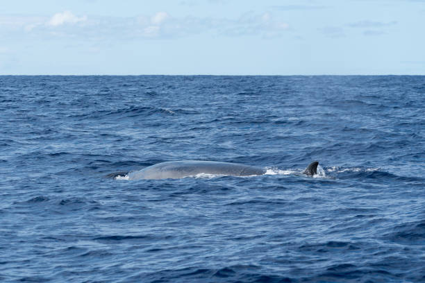 Side view of a Sei Whale (Balaenoptera borealis) and its dorsal fin as it surfaces for breath in the Atlantic Ocean off the coast of the Azores Side view of a Sei Whale (Balaenoptera borealis) and its dorsal fin as it surfaces for breath in the Atlantic Ocean off the coast of the Azores. This species of baleen whale is of endangered status. baleen whale stock pictures, royalty-free photos & images