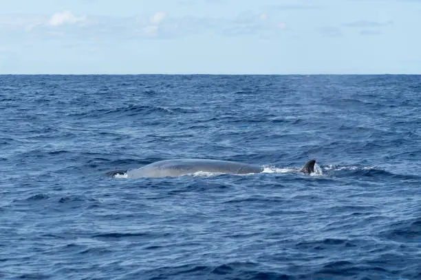 Photo of Side view of a Sei Whale (Balaenoptera borealis) and its dorsal fin as it surfaces for breath in the Atlantic Ocean off the coast of the Azores