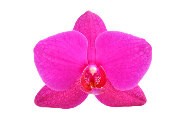 istock Magenta orchid flower 1181936719