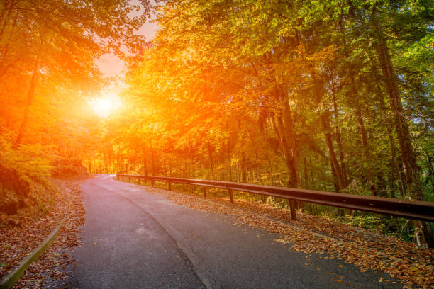 istock bend in mountain road in the forest 1181936734