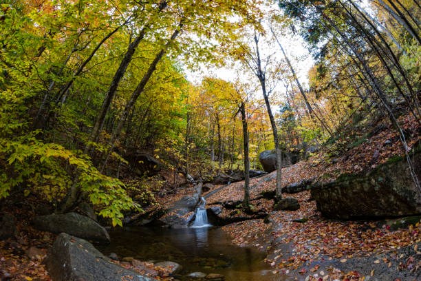 istock Autumn Trees Wrap Flowing Water 1181939347