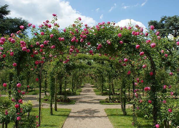 Abstract beautiful fresh green natural archway made from blooming roses.
