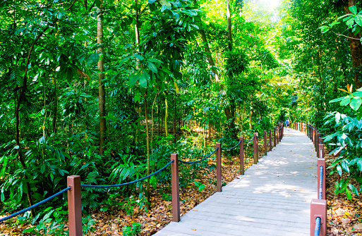 Wooden Walkway in Southeast Asian Jungle - Singapore