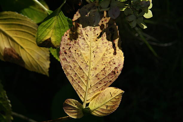 Leaf stock photo