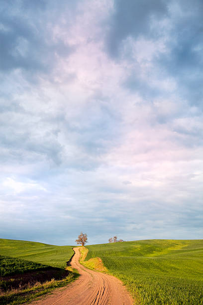 istock Green field landscape 118194745