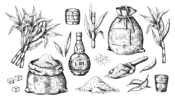 handgezeichnetes zuckerrohr und rum. vintage schnapsflasche und gläser, zuckersack und würfel, zucker bio-pflanzen. vektoralkoholisches getränk - sugar leaf stock-grafiken, -clipart, -cartoons und -symbole