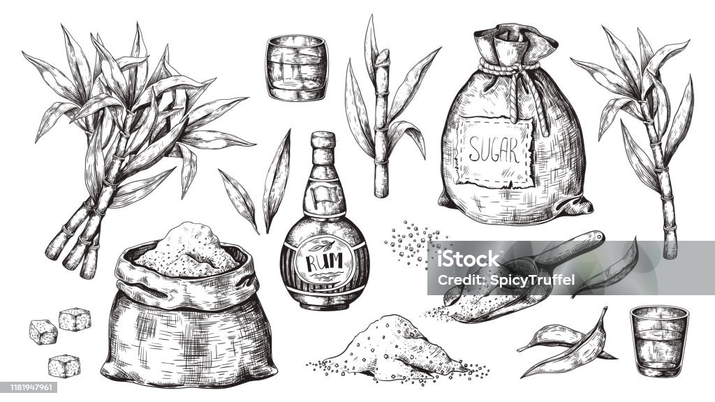 Hand drawn sugarcane and rum. Vintage liquor bottle and glasses, sugar sack and cubes, sugar organic plants. Vector alcoholic beverage - Royalty-free Açúcar arte vetorial
