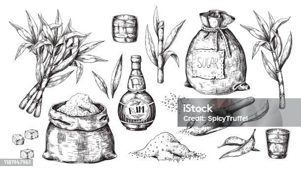 Hand Drawn Sugarcane And Rum Vintage Liquor Bottle And Glasses Sugar Sack And Cubes Sugar Organic Plants Vector Alcoholic Beverage - Arte vetorial de stock e mais imagens de Açúcar