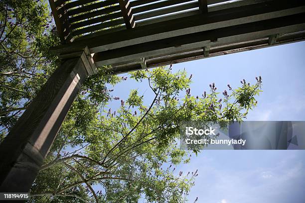 Looking Up Stock Photo - Download Image Now - Beginnings, Canopy, Color Image