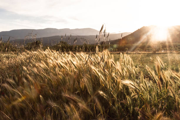 Afternoon sun shining through fields of wheat with mountains in the background