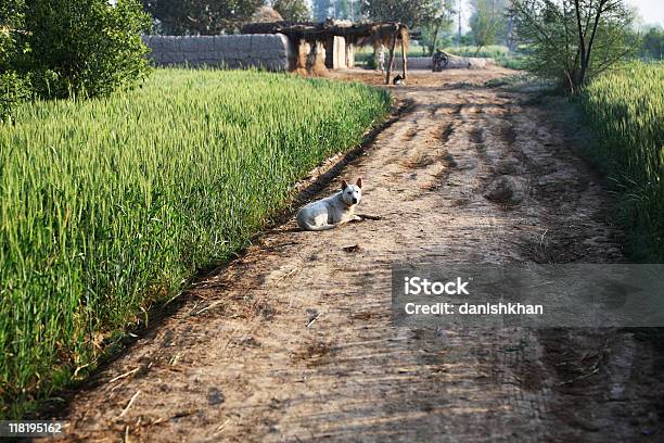 Rurale Punjab - Fotografie stock e altre immagini di Agricoltura - Agricoltura, Agricoltura biologica, Alba - Crepuscolo