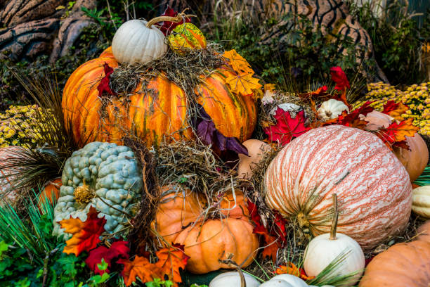 istock A Pile of Pumpkins 1181952798