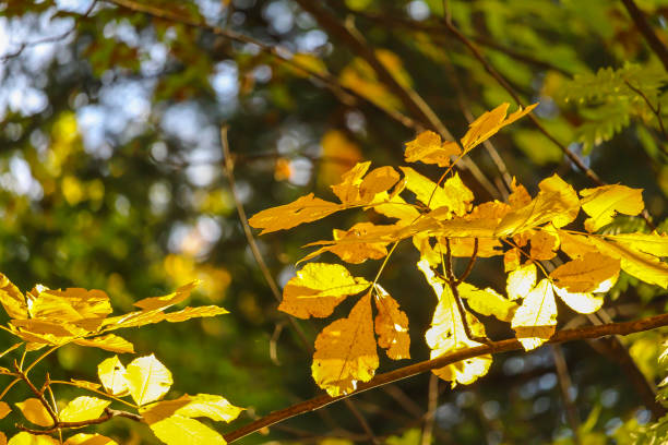 istock Colorful beautiful maple leaves in autumn 1181955762