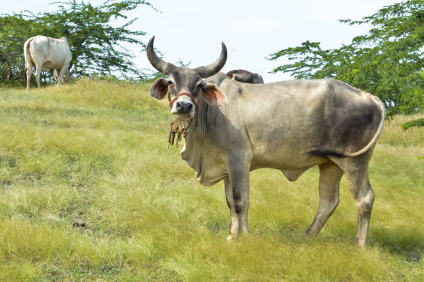 istock Indian cow on the meadows,beautiful cow at grass meadows 1181959956